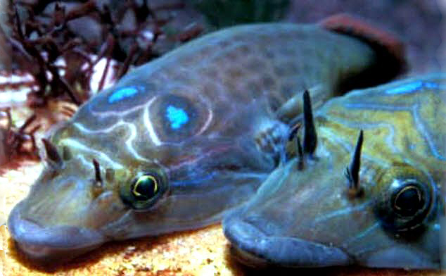 Lepadogaster lepadogaster_963